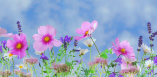 SI T’IA PËRFITOSH ZEMRËN GRUAS!!