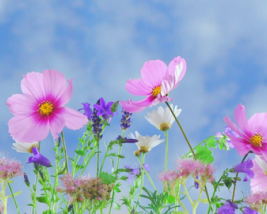 SI T’IA PËRFITOSH ZEMRËN GRUAS!!