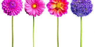 TREGIMI PËR KATËR GRATË