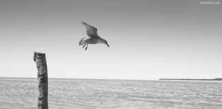 I PANJOHURI DHE “I BIRI IM RA’DI”