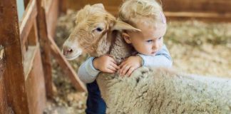 KURBANI – DISPOZITA DHE RREGULLA