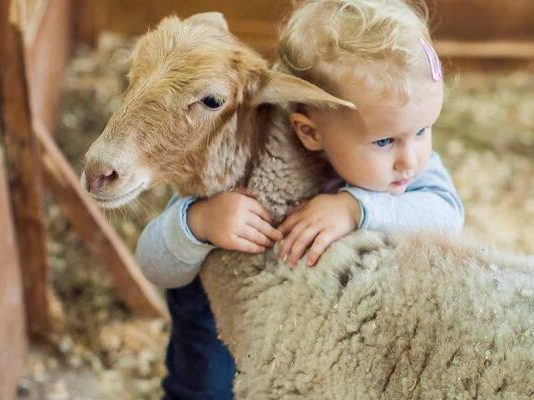 KURBANI – DISPOZITA DHE RREGULLA