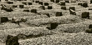 VDIQ PRANË VËLLAIT TË VET NË VARR