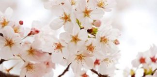 KRYERJA E NJË SHËRBIMI TË MIRË