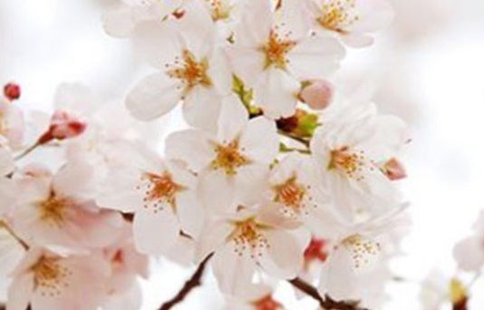 KRYERJA E NJË SHËRBIMI TË MIRË