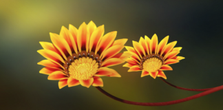 ZBUKURIMI I LEJUAR DHE AI I NDALUAR