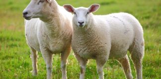 KURBANI – DISPOZITA DHE RREGULLA