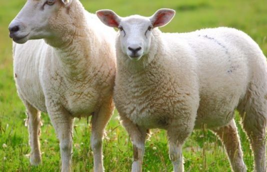 KURBANI – DISPOZITA DHE RREGULLA