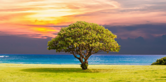 QARTËSIMI I SHKAQEVE TË LUMTURISË