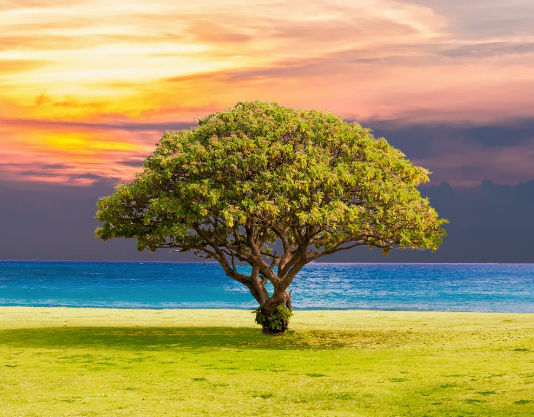 QARTËSIMI I SHKAQEVE TË LUMTURISË