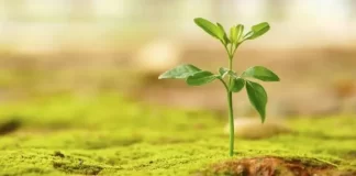 SHKAQET E ZBRITJES SË BEREQETIT