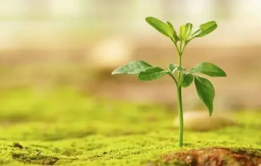 SHKAQET E ZBRITJES SË BEREQETIT