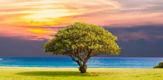 QARTËSIMI I SHKAQEVE TË LUMTURISË