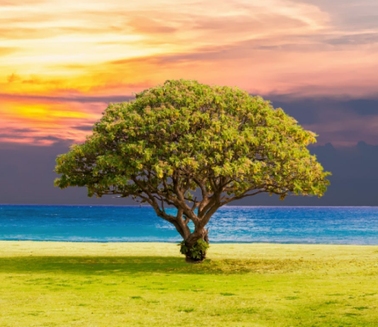 QARTËSIMI I SHKAQEVE TË LUMTURISË