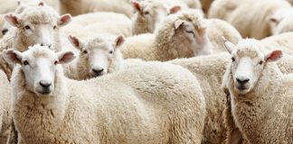 KURBANI -DISPOZITA DHE RREGULLA