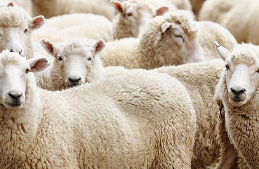 KURBANI -DISPOZITA DHE RREGULLA