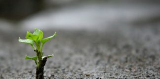 QARTËSIMI I SHKAQEVE TË LUMTURISË