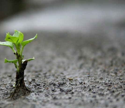 QARTËSIMI I SHKAQEVE TË LUMTURISË