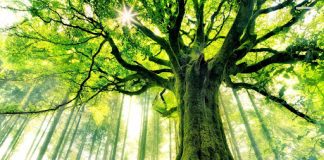 SHKAQET E ZBRITJES SË BEREQETIT