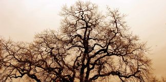 VDIQËN NË LULEN E RINISË