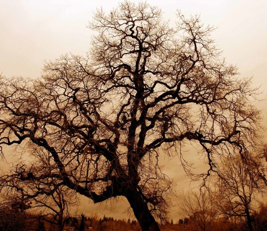 VDIQËN NË LULEN E RINISË