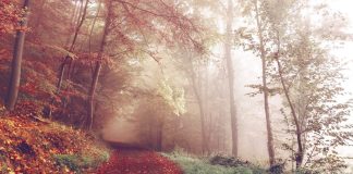 FUNDI I RRUGËS SË EPSHEVE