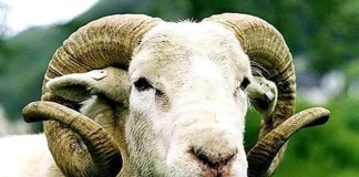 KURBANI – DISPOZITA DHE RREGULLA