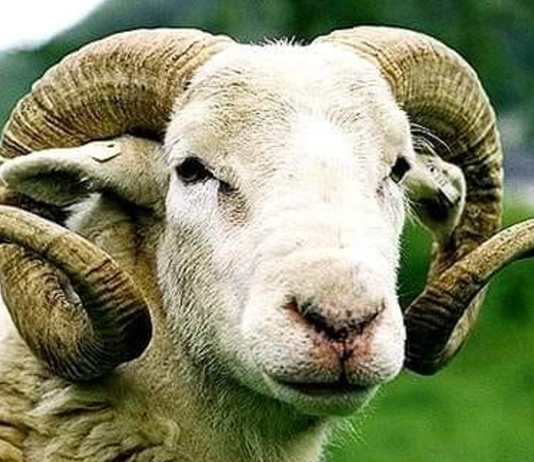 KURBANI – DISPOZITA DHE RREGULLA