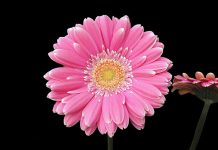 VAJZA JOTE ËSHTË BËRË GRUA, A E BESON?!