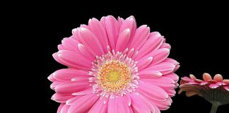 VAJZA JOTE ËSHTË BËRË GRUA, A E BESON?!