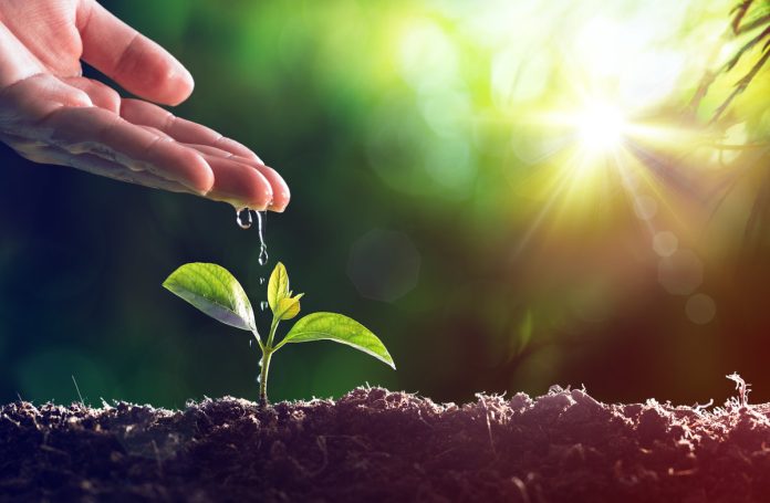 Care Of New Life - Baby Plant