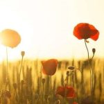 SHENJAT E PËRFUNDIMIT TË MIRË