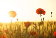 SHENJAT E PËRFUNDIMIT TË MIRË