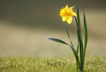 MIRËSIA ÇDOHERË E JEP FRYTIN E SAJ