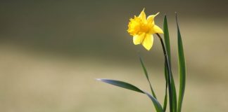 MIRËSIA ÇDOHERË E JEP FRYTIN E SAJ