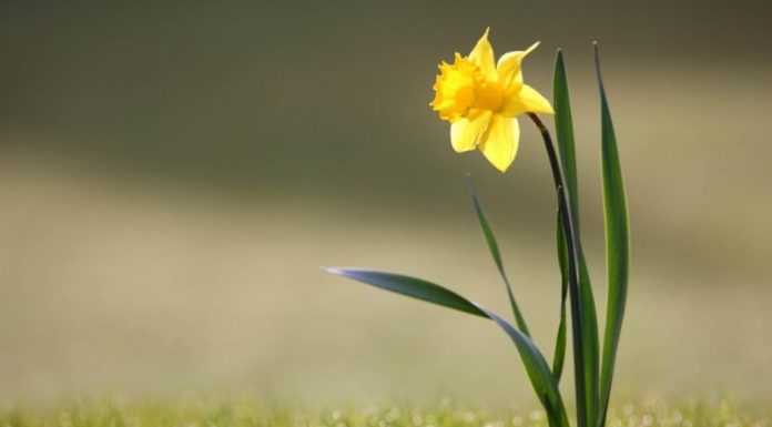 MIRËSIA ÇDOHERË E JEP FRYTIN E SAJ