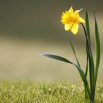 MIRËSIA ÇDOHERË E JEP FRYTIN E SAJ