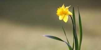 MIRËSIA ÇDOHERË E JEP FRYTIN E SAJ