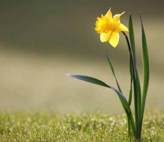 MIRËSIA ÇDOHERË E JEP FRYTIN E SAJ